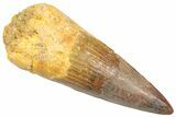 Fossil Spinosaurus Tooth - Restored Tip #361270-1